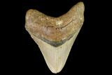Fossil Megalodon Tooth - North Carolina #109829-1